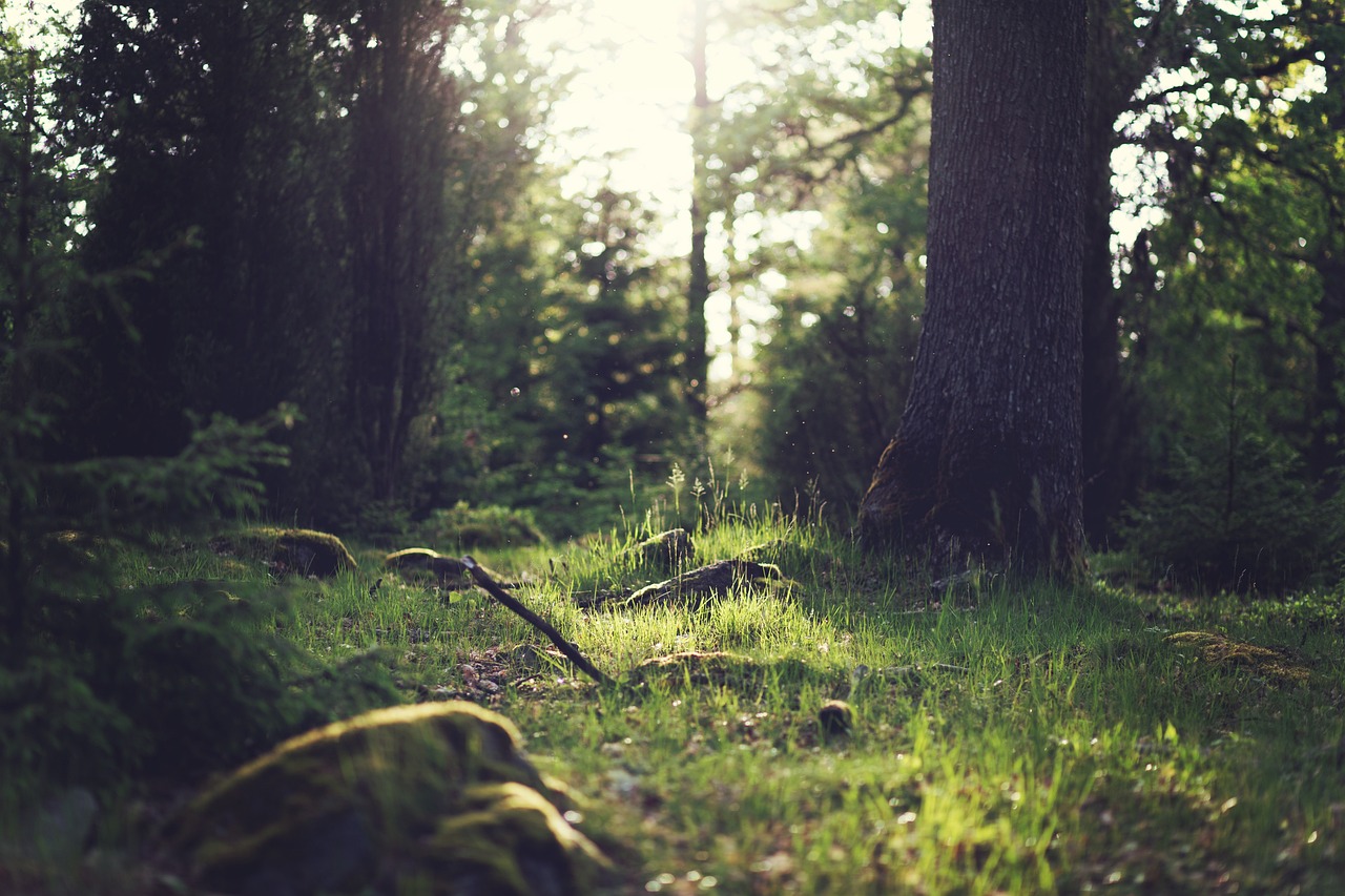 trees, grass, and sunlight.